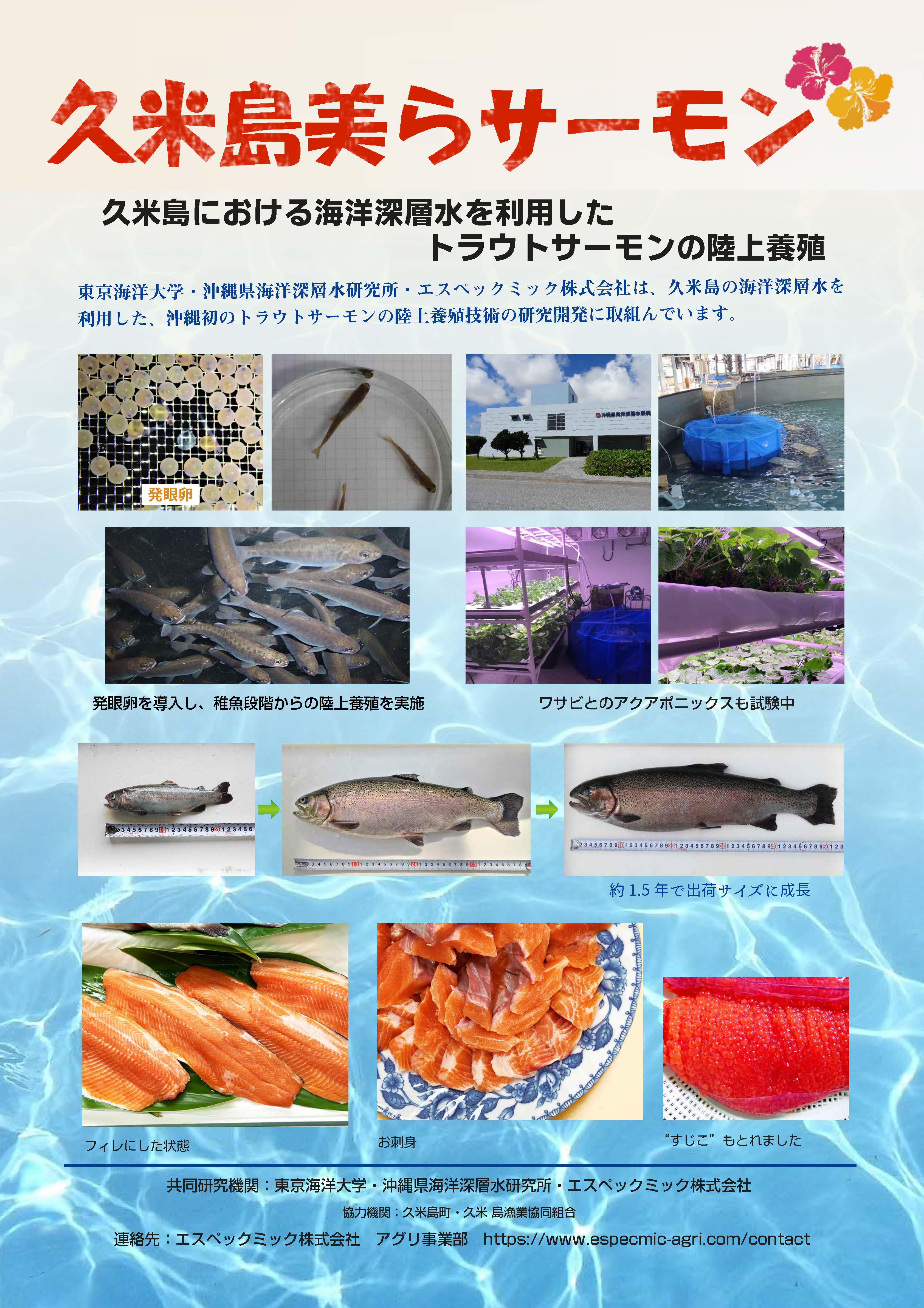 久米島美らサーモン